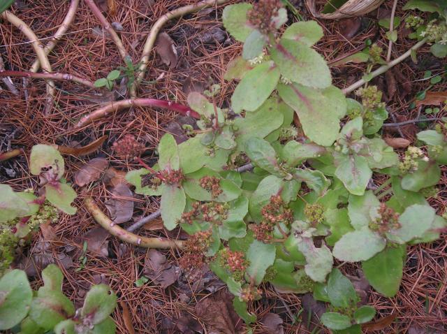 2012 - Orpin, Sedum !!! - Page 3 Imgp6511-385e722